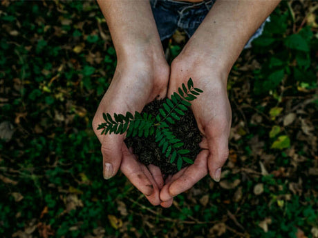 a pair of hands holding a blade of green grass